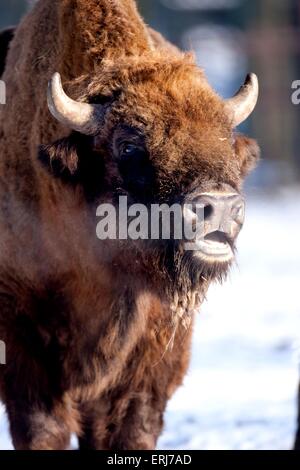 bison d’Europe Banque D'Images