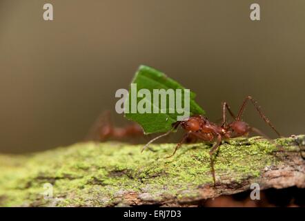 Les ant Banque D'Images