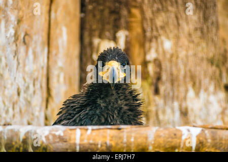 L'aigle de mer de Steller (Haliaeetus pelagicus) jeune poussin. Banque D'Images