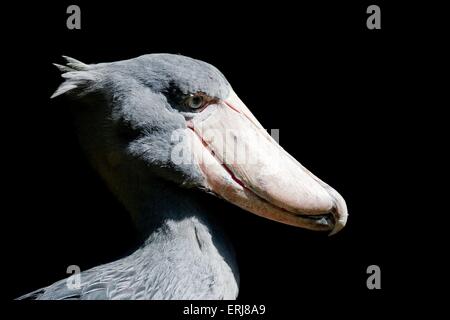 shoebill Banque D'Images