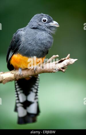 Trogon à queue blanche Banque D'Images