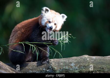 Petit panda rouge Banque D'Images
