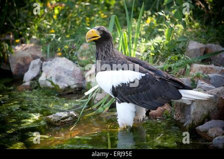 Mer Stellers-eagle Banque D'Images