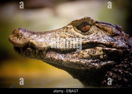 Caiman Banque D'Images