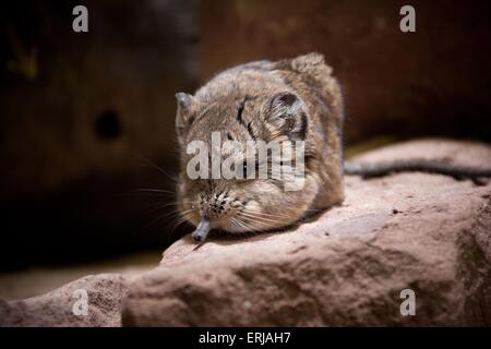 Le hibou sengi ronde Banque D'Images