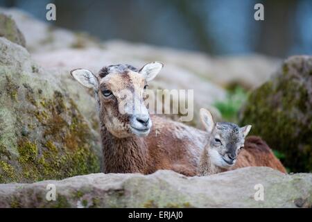 mouflons Banque D'Images