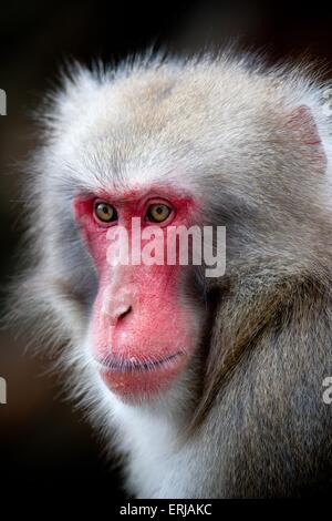 Macaque japonais Banque D'Images