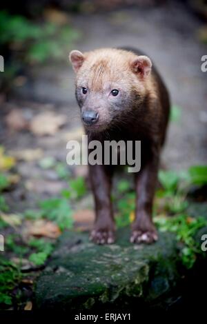 chien des buissons Banque D'Images