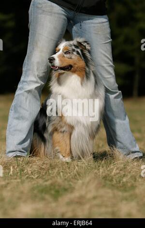 Dogdance avec Berger Australien Banque D'Images