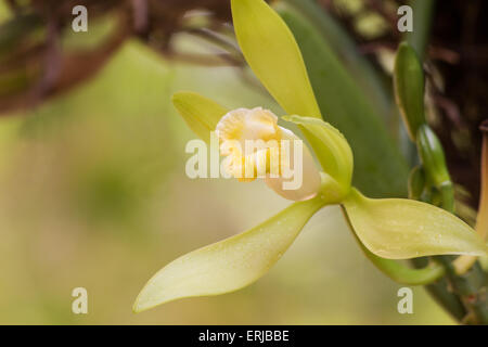 Close-up of Vanilla planifolia plante et fleurs Banque D'Images