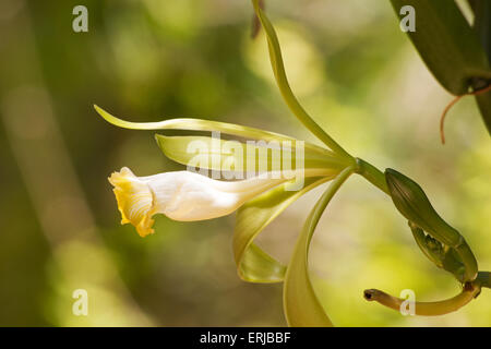 Close-up of Vanilla planifolia plante et fleurs Banque D'Images