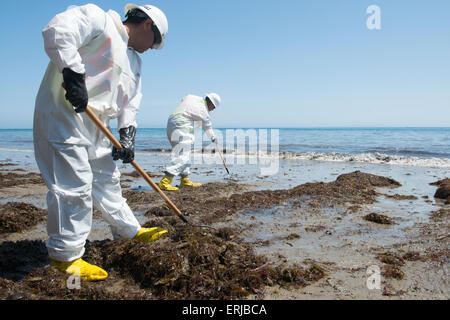 Continuer une équipe de nettoyage pour nettoyer le sable huileux pendant les efforts visant à réduire les dommages causés par un pipeline pause à Rufugio State Beach 1 juin 2015 à Santa Barbara, en Californie. Plus de 105 000 litres de pétrole brut s'est déversé à partir d'un pipeline dans l'une des plus belles sections du littoral de l'état. Banque D'Images