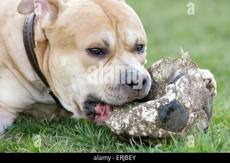 American Staffordshire Terrier Portrait Banque D'Images