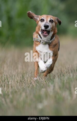 Beagle en cours d’exécution Banque D'Images
