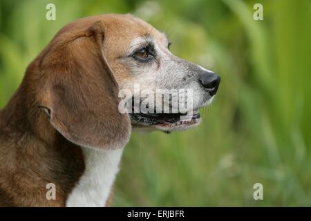 Portrait de Beagle Banque D'Images