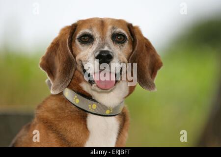 Portrait de Beagle Banque D'Images