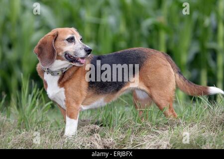 Beagle Banque D'Images