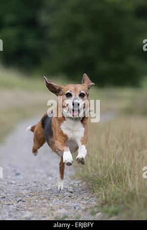 Beagle en cours d’exécution Banque D'Images