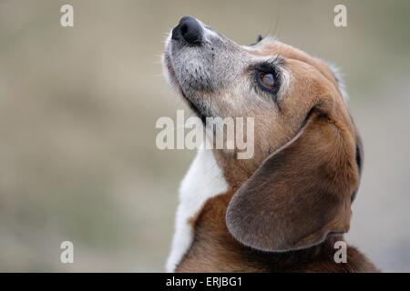 Portrait de Beagle Banque D'Images