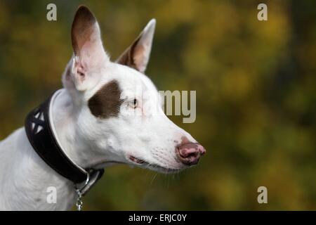 Portrait Podenco Ibicenco Banque D'Images