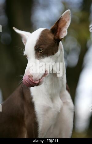 Portrait Podenco Ibicenco Banque D'Images