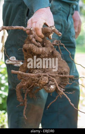 Un vieux jardinier holding déterrés Parthenocissus quinquefolia / Vigne-root Banque D'Images