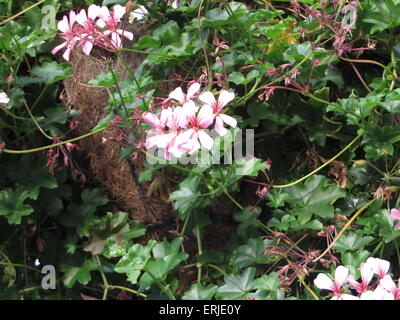 Jardin des Plantes à Selce - petit village de la périphérie de la Bulgarie Banque D'Images