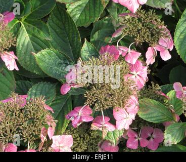 Jardin des Plantes à Selce - petit village de la périphérie de la Bulgarie Banque D'Images