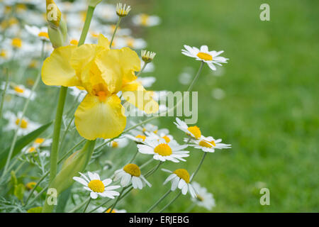 Iris Germanica 'jaune' fleur dans un jardin anglais Banque D'Images