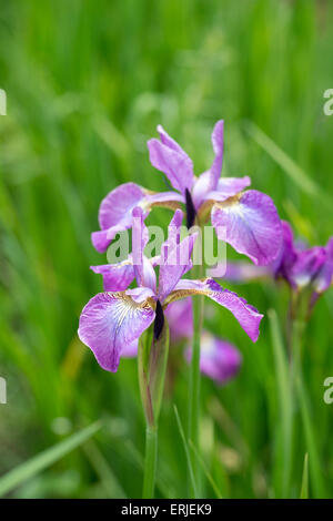 Iris sibirica 'S' Fleur Rose mousseux Banque D'Images