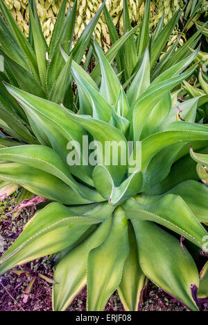 L'aéroport de Changi, à Singapour. Toit-jardin de cactus. Tequila Agave tequilana (Cactus) Banque D'Images