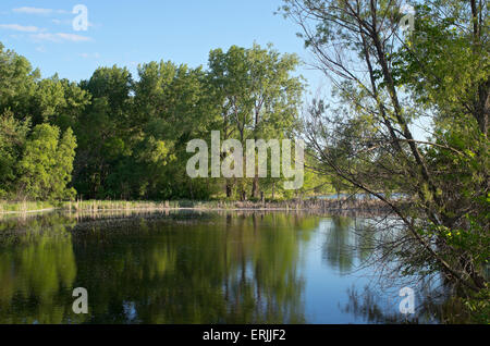 Les zones humides du centre de la nature du lac du bois bois et réflexions à richfield minnesota Banque D'Images