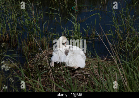 Swan avec cygnet Banque D'Images