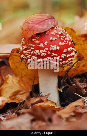 Seul l'automne amanita avec une feuille sur le dessus Banque D'Images