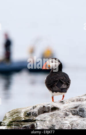 Macareux moine (Fratercula arctica), adulte en plumage nuptial, debout sur un rocher et regarder les visiteurs arrivent par bateau, sur les denrées Islan Banque D'Images