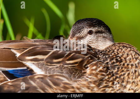 Le Canard colvert (Anas platyrhynchos) close-up de femelle adulte au repos. Reedham, Norfolk. De juin. Banque D'Images