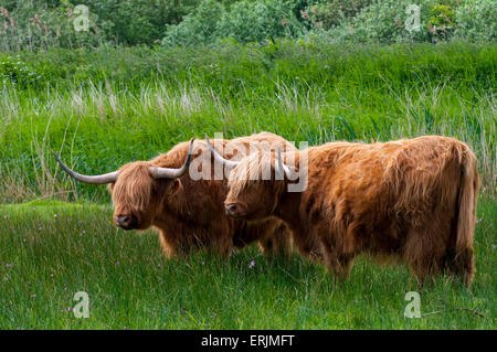 Highland bovins utilisés pour la conservation paissant dans une prairie à l'RSPB Strumpshaw Fen, Norfolk. De juin. Banque D'Images