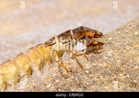 Gros plan sur la tête, le thorax et quatre premiers segments abdominaux de la larve d'une mouche caddis caseless (Hydropsyche contubernalis) Banque D'Images