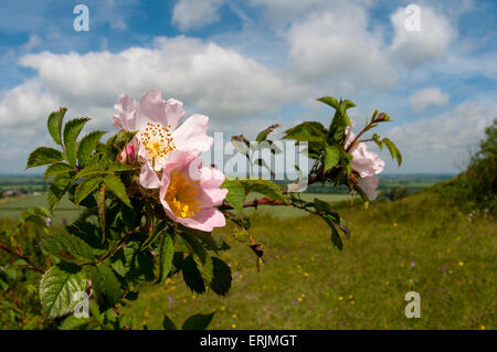 Une succursale de dog rose (rosa canina) avec trois fleurs au-dessus d'une prairie de fleurs sauvages à Ivinghoe Beacon, dans le Buckinghamshire. De juin. Banque D'Images