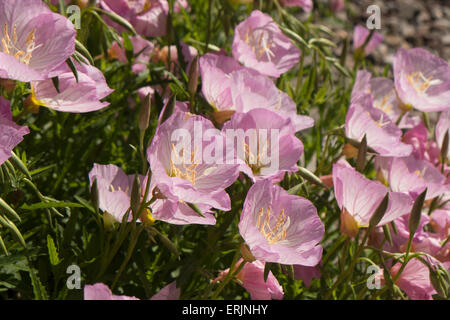 Fleurs roses silhouetté contre soleil. Banque D'Images