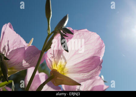 Fleurs roses silhouetté contre soleil. Banque D'Images