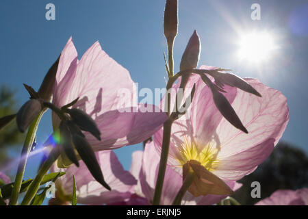 Fleurs roses silhouetté contre soleil. Banque D'Images