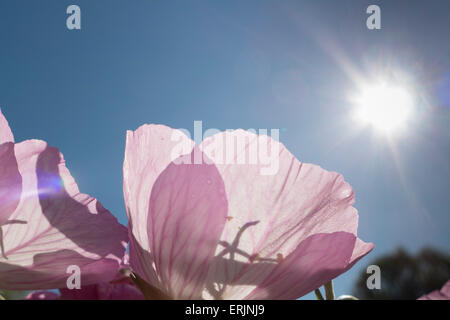 Fleurs roses silhouetté contre soleil. Banque D'Images