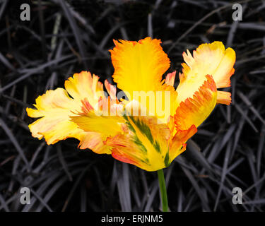 Parrot tulip or Texas, Tulipa x hybrida, underplanted avec Black Mondo grass, Ophiopogon Nigrescens' 'plniscapus Banque D'Images