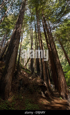 Big Sur, California coast, Redwood Forest Banque D'Images