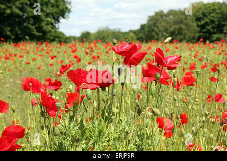 Commune de Hampton, SW London UK. 3e juin 2015. Un champ de coquelicots en fleurs à Hampton commun. En 2014 Richmond Quartier planté jusqu'plusieurs domaines de coquelicots pour marquer le centenaire du début de la Première Guerre mondiale. Ces derniers ont tout juste d'entrer en une nouvelle floraison spectaculaire, la création d'une touche de couleur rouge sang de se rappeler les militaires britanniques tués dans la guerre. Credit : Julia Gavin UK/Alamy Live News Banque D'Images