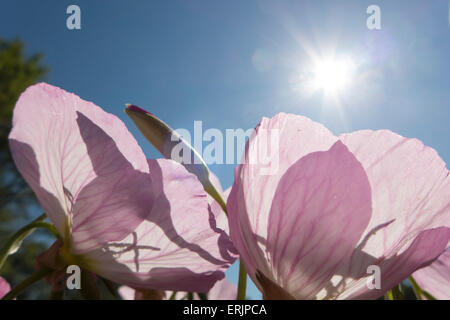 Fleurs roses silhouetté contre soleil. Banque D'Images