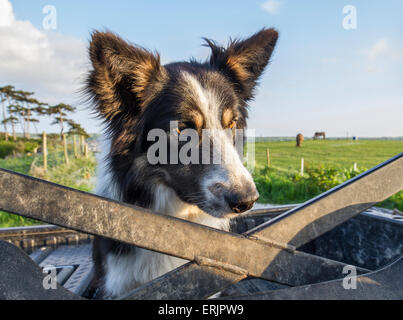 Chien border collie sur quad agricole Banque D'Images