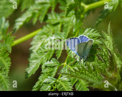 Un homme Holly Blue Butterfly sur la végétation Banque D'Images