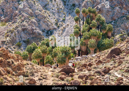 Randonneur à 49 Palms Oasis Trail, Joshua Tree National Park en Californie. Banque D'Images